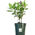 thumbnail image 3 of Tibouchina lepidota Ecuador Purple Princess Glory Bush 4 Inch Pot, 3 of 6