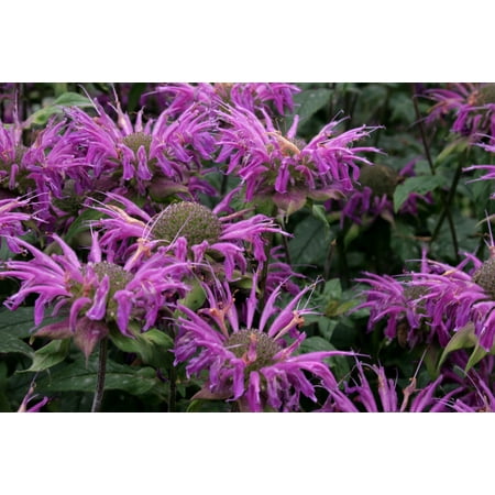 2.72qt Pw Monarda