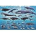 thumbnail image 3 of Affiche Éducative Baleines 36 x 24 Po, 3 of 4