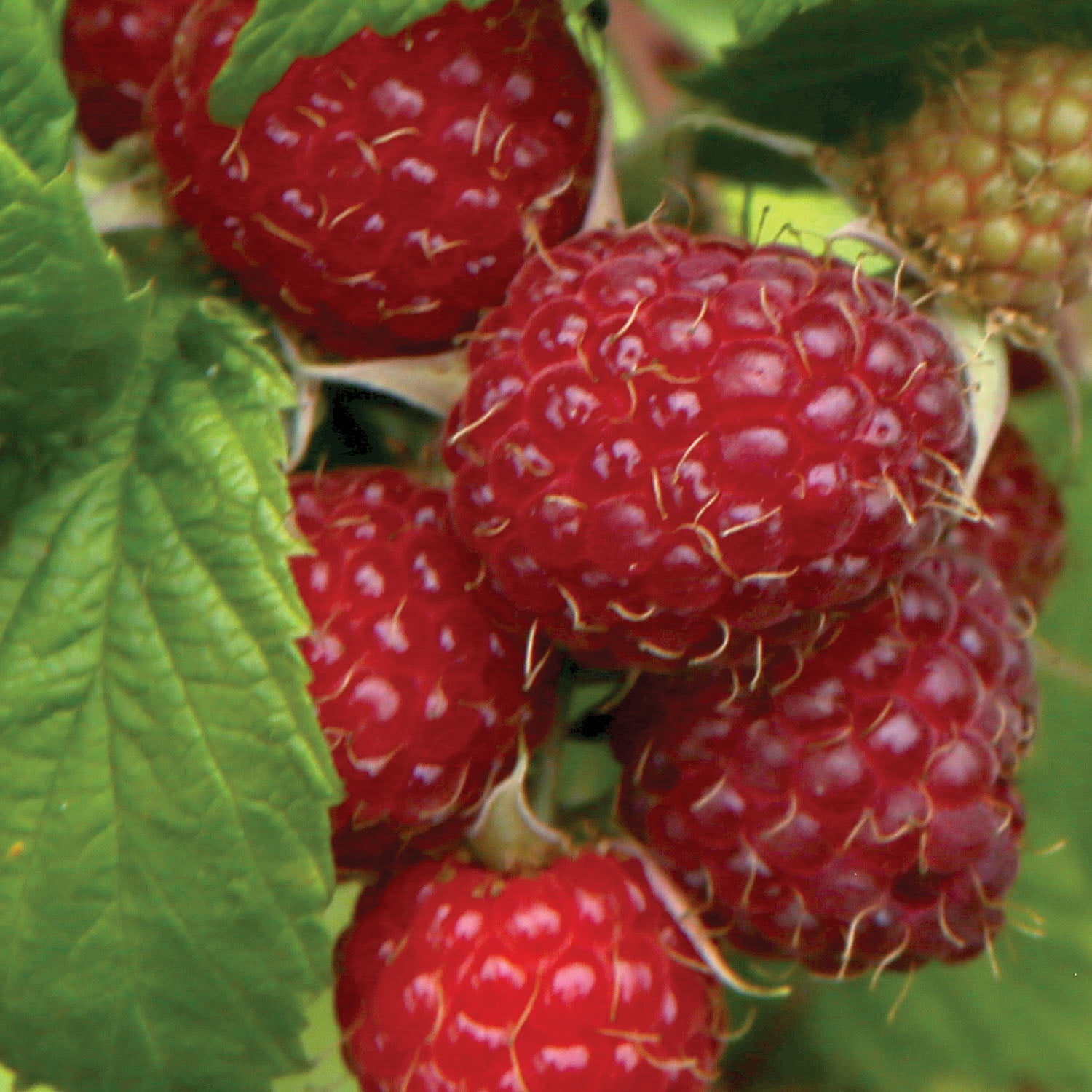 Expert Gardener Berry Collection (Set of 2 Dormant Bare Roots) Full Sun, Multi-Color, Perennial