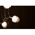 thumbnail image 4 of JUNELILY Christmas 30 LED Lantern Hanging String Lights Battery-Powered -White Pine Cone (14 ft), 4 of 7