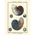 thumbnail image 3 of Diderot, Denis 19x24 Black Modern Framed Museum Art Print Titled - Sea Shells VI, 3 of 5