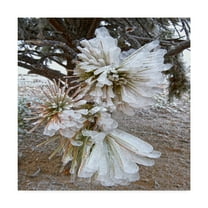 Trademark Fine Art 'Pine Needles and Ice' Canvas Art by Amanda Smith