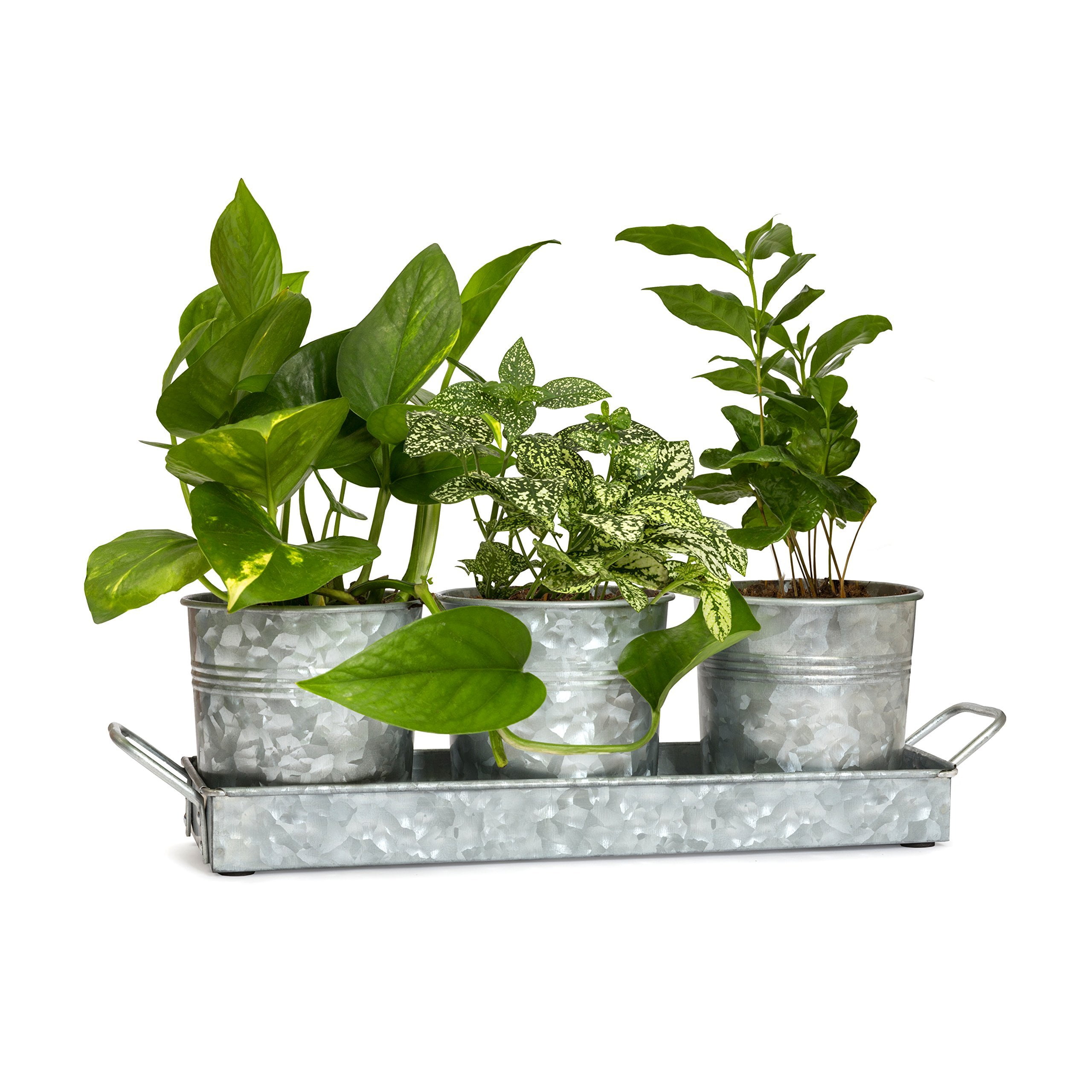 Walford Home Galvanized Farmhouse Plant Pot and Tray Set (3 Pots and