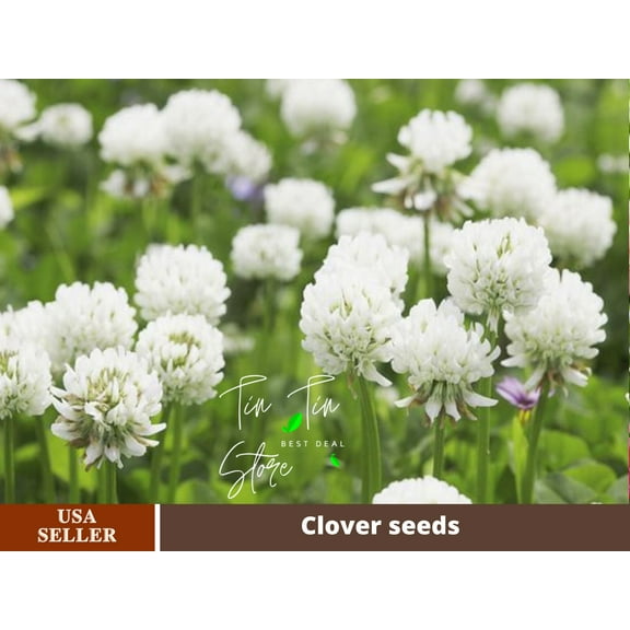 40  Seeds-White Clover Seeds-#J001-Authentic Seeds-Flowers-Seeds-Rose seeds-Herb seeds-Vegetable Seeds-Mix Seeds for Plant- B3G1