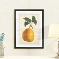 thumbnail image 3 of Antique Pear Botanical II - Barnwood Framed - 18 x 24 - Black, 3 of 4