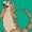 Kelly Green, variant on Inktastic Someday I'll Rock a Beard Like My Uncle-bearded Dragons Boys or Girls Baby T-Shirt