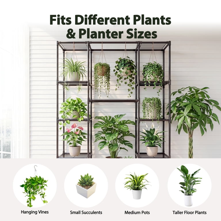 buy pineapple plants florida Pineapple F180 Fruit Tree  Buy Now!  Ladybird Nursery