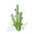 thumbnail image 2 of Blixt, Ingrid 15x18 White Modern Wood Framed Museum Art Print Titled - Cactus Verse II, 2 of 4