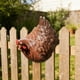 thumbnail image 1 of Adorno de valla exterior para gallinas y decoraciones de jardín, figurita decorativa de gallina para vallas, barandillas, paredes – Decoración fácil de instalar para el jardín de granja, set de 2, 1 of 5
