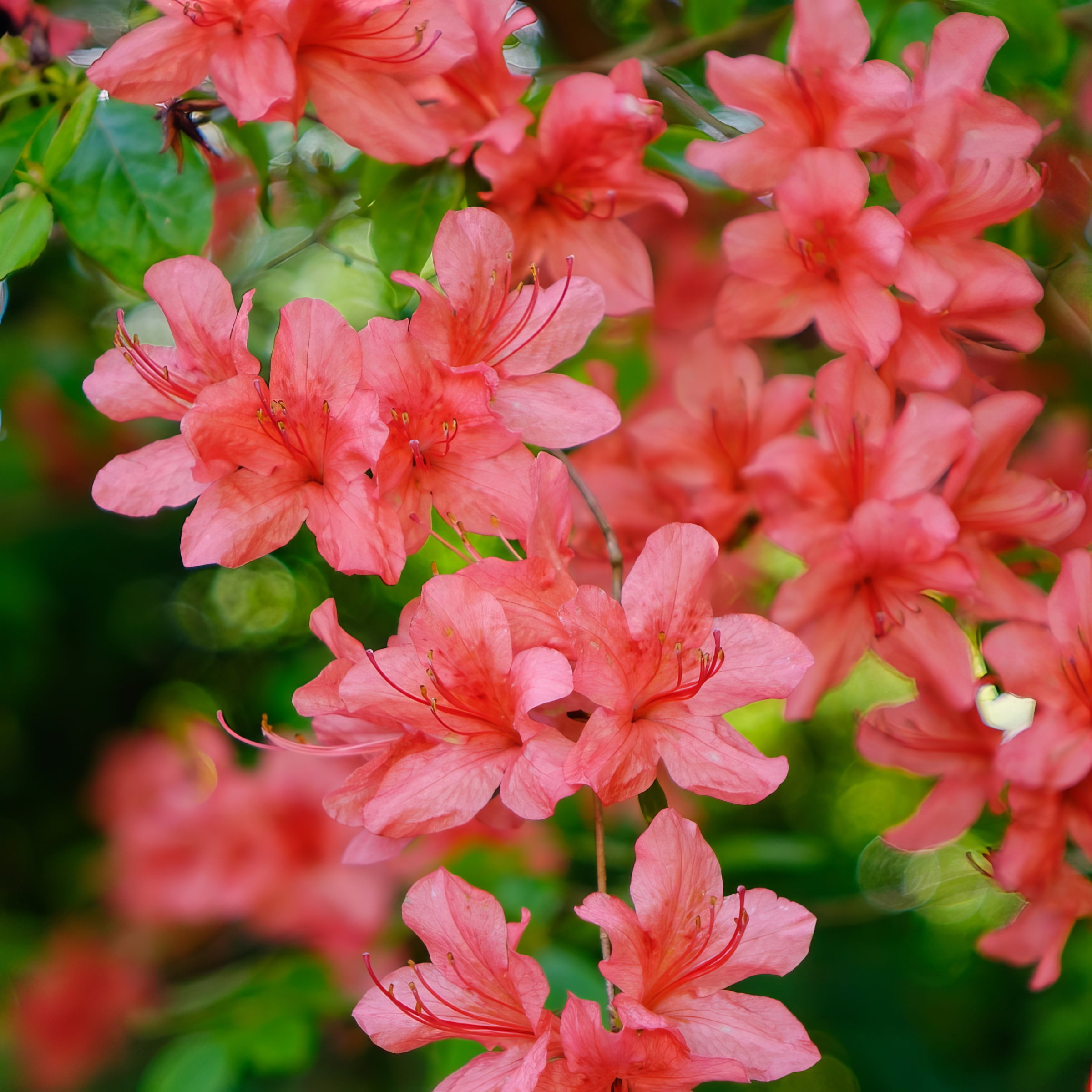 National Plant Network 3 gal Azalea Flame Creeper Live Shrub with Partial Shade Conditions