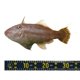 thumbnail image 5 of Regla de Pescado Uxcell, Paquete de 2, 53 Pulgadas, Impermeable para Barco de Pesca, Kayak, Banco de Trabajo, Verde, 5 of 5