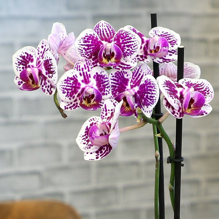 Element by Altman Plants 18-30