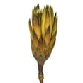 thumbnail image 3 of Vickerman 8-12" Basil Repens - Natural Stem - Bulk case, 180 pieces, Dried, 3 of 5