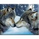 thumbnail image 2 of Cuadros Decorativos Punto de cruz completo 11CT Hilo de algodón DIY Lobos de nieve Impreso Kits de bordado Ehuebsd embutido en tela, 2 of 9