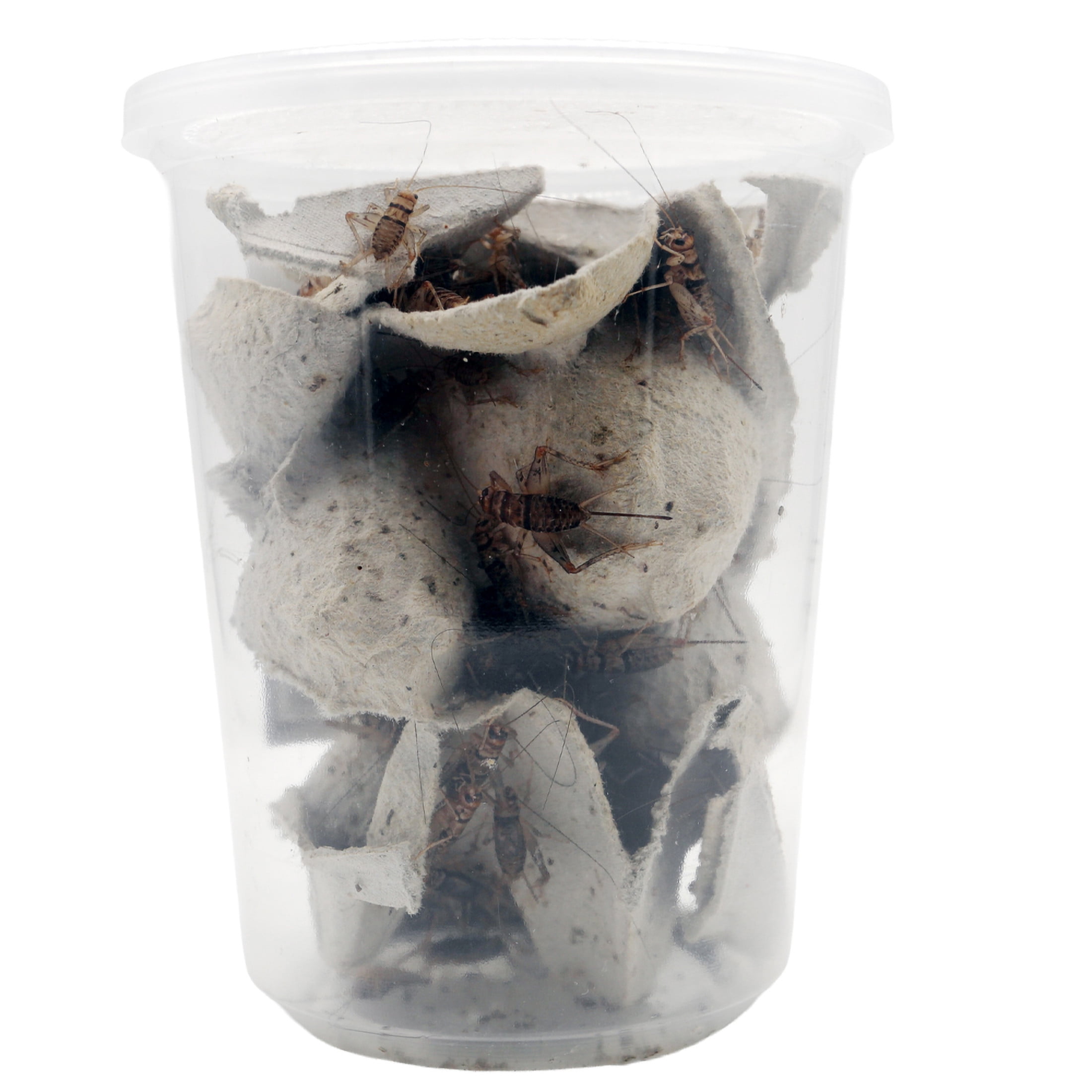 ReptiCulture 3/4" Tropical Banded Cricket 100 ct