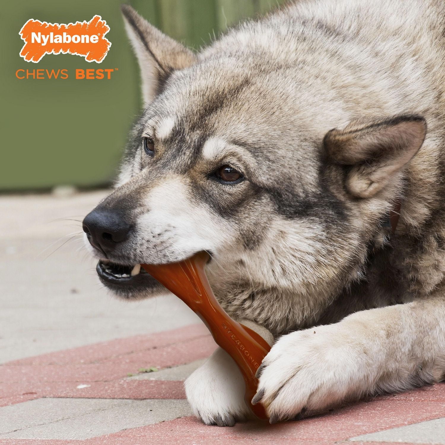 Jouet à mâchouiller Power Chew Nylabone, substitut d’os à saveur de bison, gros