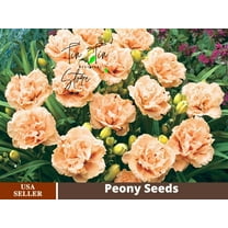 PEMDASGARDEN 10  Siloam Peony Display Reblooming Daylily Flower Seeds, Rare