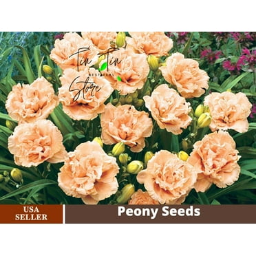 PEMDASGARDEN 10 Siloam Peony Display Reblooming Daylily Flower Seeds, Rare