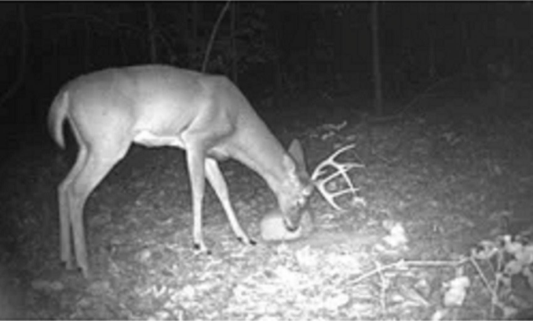 Manna Pro Extreme Acorn Deer Block 20lb