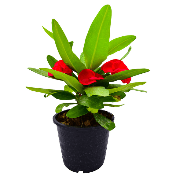 Red Euphorbia Crown of Thorns Live Plant, Crown of Thorns Plant 4 to 6 Inches, Crown of Thorns House Plant Indoors Live