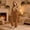A82 Coffee, variant on Women's Bear Onesie Animal Cosplay Pajamas Cute Plush Halloween Costume with Hood Sleepwear Full Body Romper Party Dress Up Funny Homewear Loungewear