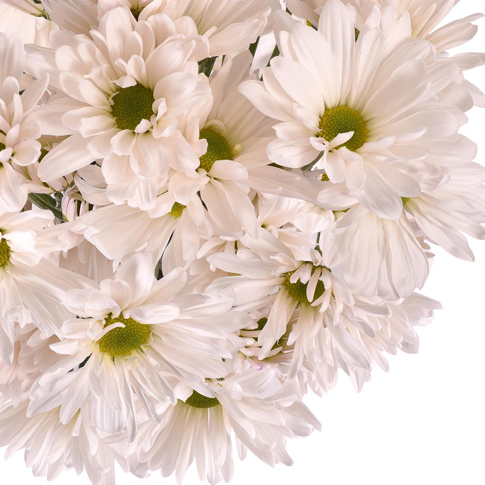 Fresh Cut White Daisies, Pack of 60 by InBloom Group