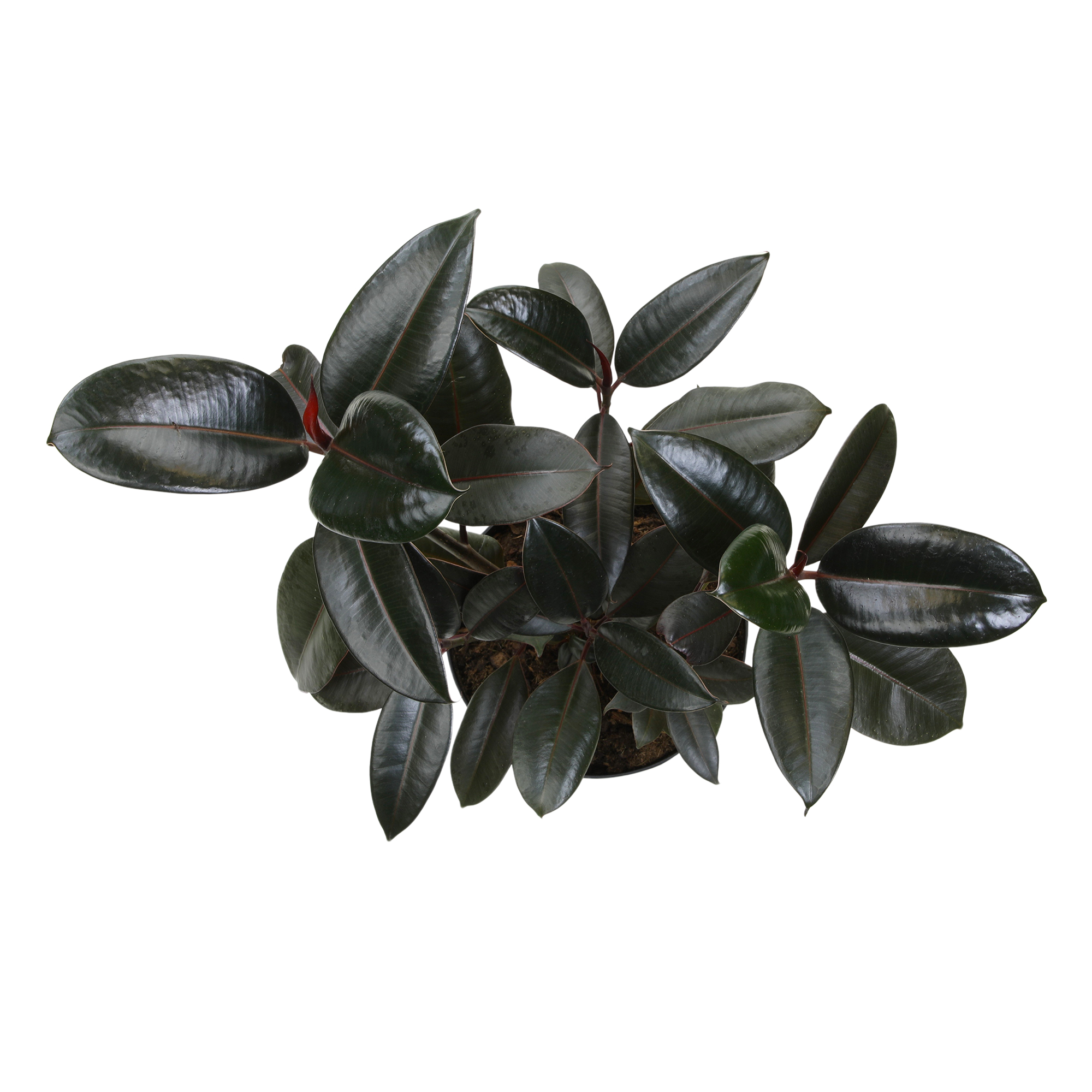 Ficus 'Burgundy' Rubber Tree Houseplant | 8in Grow Pot; Indirect Light | Element by Altman Plants
