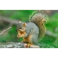 thumbnail image 2 of Buy Texas * Squirrel Grade * In Shell & Cracked Pecans For Sale, 2 of 3