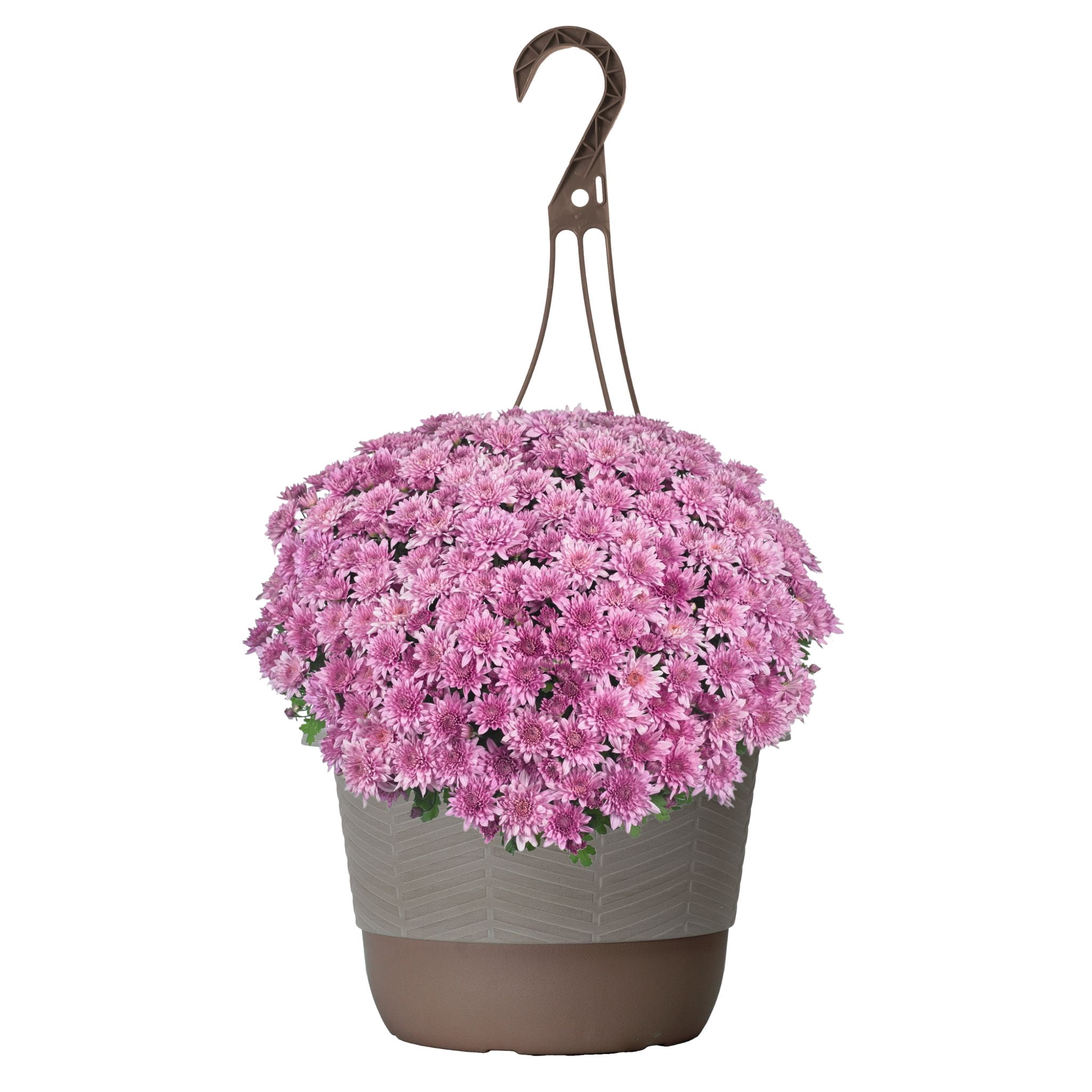 Better Homes & Gardens 1.5G Pink Mum Live Plant Hanging Basket Full Sun