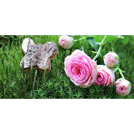 Moss Rose Coupe Canvas Print Moss Bush R?ªschen Bush Florets Pink Rose Pink Rose Stretched Canvas 10 x 14 ()