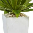 thumbnail image 3 of Agave in White Planter, 3 of 3