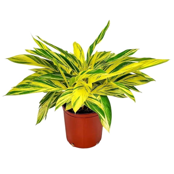 Tropical Plants of Florida 14" to 18" Variegated Ginger Plant; Partial Sunlight, Growers Pot