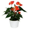 "Solara Anthurium Plant - Easy to Grow House Plant - 4"" Pot - Great Gift"