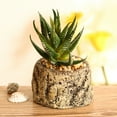thumbnail image 6 of Artificial Succulent Plants Faux Assorted – Succulent Plants Arrangement Textured Cactus Stems Pick - Fake Cacti Aloe Succulent Variety Floral Decorative Bouquet Pack, 6 of 8