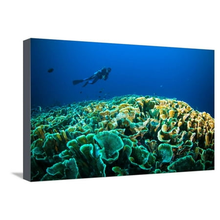 Scuba Diving above Coral below Boat Bunaken Sulawesi Indonesia Underwater Photo Stretched Canvas Print Wall Art By (Best Scuba Diving In Indonesia)