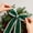 Green, variant on Velvet Christmas Wired Ribbon, 4 Inch Wide x 5.5 Yards Embossed Border Ribbon, Double Sided Velvet Ribbon for Christmas Tree Wreaths Gift Wrapping Bows Home Decorations (Red)