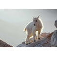thumbnail image 2 of Illg, Cathy and Gordon 18x13 White Modern Wood Framed Museum Art Print Titled - CO, Mt Evans Mountain goat kid backlit on rock, 2 of 4