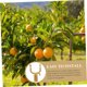 thumbnail image 5 of 8 Uds herramientas especializadas Clips para plantas de tomate ramas de plantas herramienta para alisar árboles frutales ropa poste conector ropa tenedor Accesorios, 5 of 5