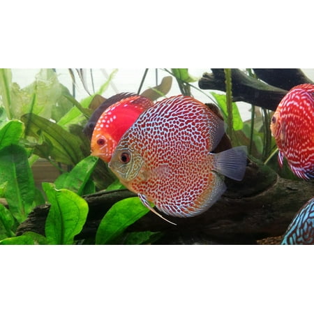 Canvas Print Fish Leopard Discus Fish Stretched Canvas 10 x