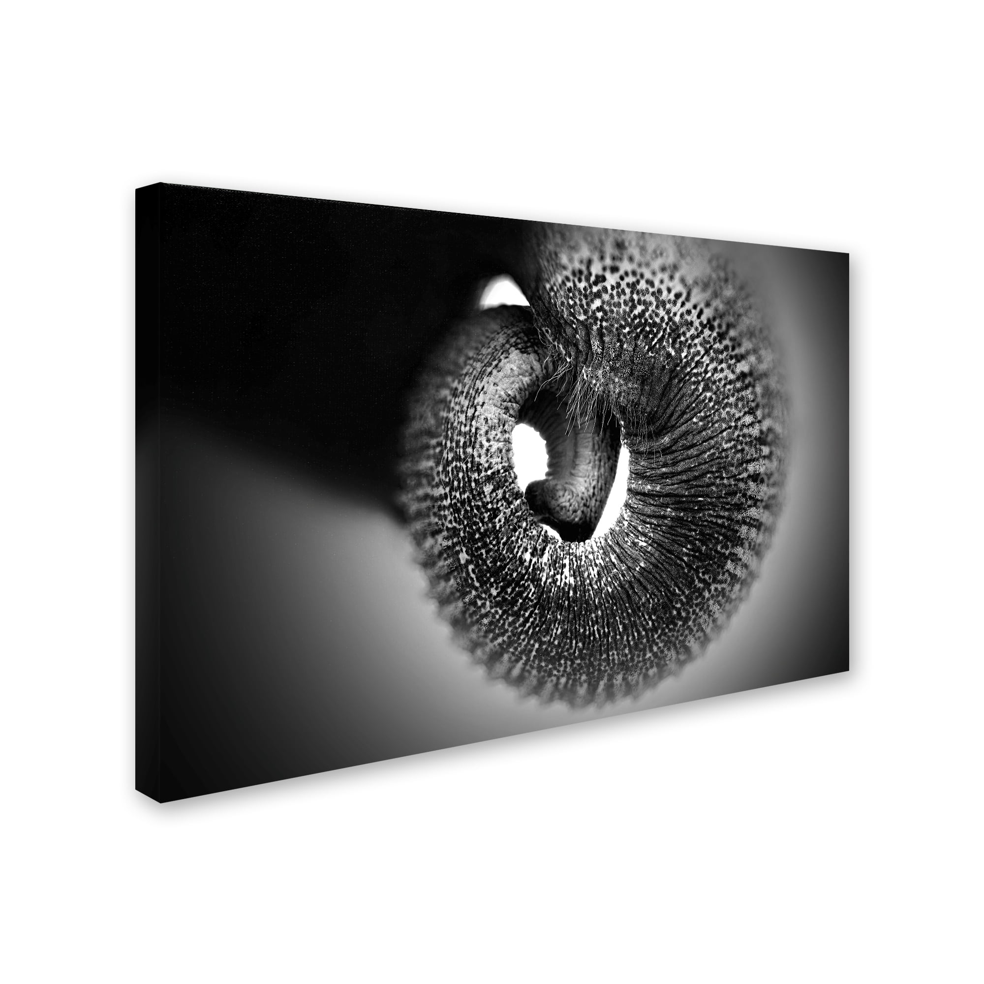 Trademark Fine Art 'Trunk' Canvas Art by Antje Wenner Braun