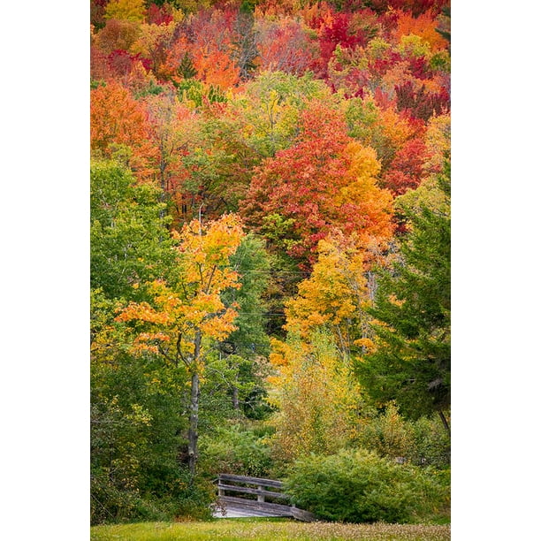 USAVermontFall foliage in Green Mountains at Bread Loafowned by