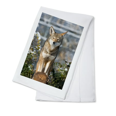 

Coyote (100% Cotton Tea Towel Decorative Hand Towel Kitchen and Home)