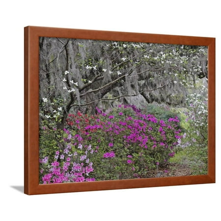 Flowering Dogwood Tree, Cornus Florida, and Azaleas in Full Bloom, Middlteton Place, South Carolina Framed Print Wall Art By Adam (Best Places To Go In South Florida)