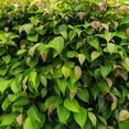 thumbnail image 2 of 2 Xylosma Congestum, Live Plants – Shiny Xylosma in 2.5” Nursery Cubes – Fast-Growing, Low-Maintenance Evergreen Shrub for Hedges & Landscaping, 2 of 7