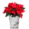 From You Flowers - Classic Birch Poinsettia Planter (Free Pot Included)