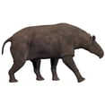 thumbnail image 2 of Paraceratherium  an extinct rhinoceros-like mammal Poster Print, 2 of 2