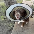 thumbnail image 4 of Stop Licking Protective Collar for Dogs - Wound Healing Cone for Large & Medium Canines - Medical Pet Health Collar, 4 of 5