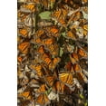 thumbnail image 2 of Illg, Cathy and Gordon 17x24 Black Ornate Wood Framed with Double Matting Museum Art Print Titled - California Monarch butterflies on leaves, 2 of 4