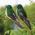 thumbnail image 3 of Dserhfy 2Pcs Artificial Bird Ornaments Realistic Looking Adorable Appearance Polystyrene Simulation Bird Ornament Backyard Statues Decor for Home, 3 of 8